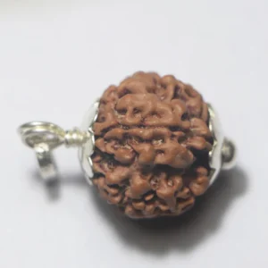 1 Mukhi(Face) Rudraksha - Nepali