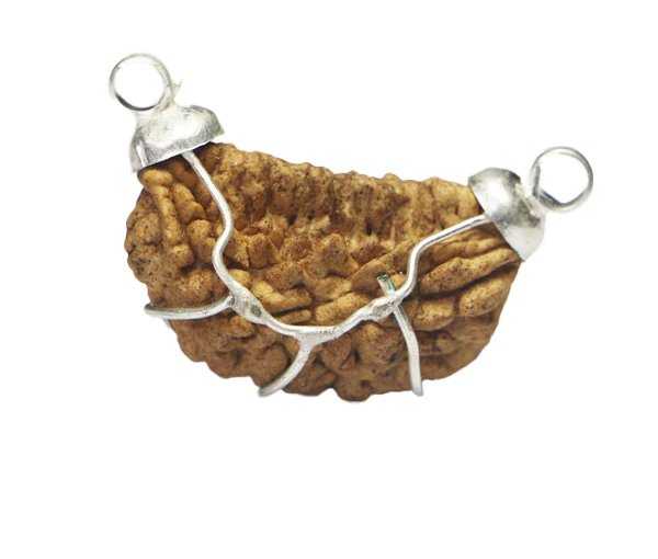 1 Mukhi Rudraksha(Indian) - Big Size - Image 4