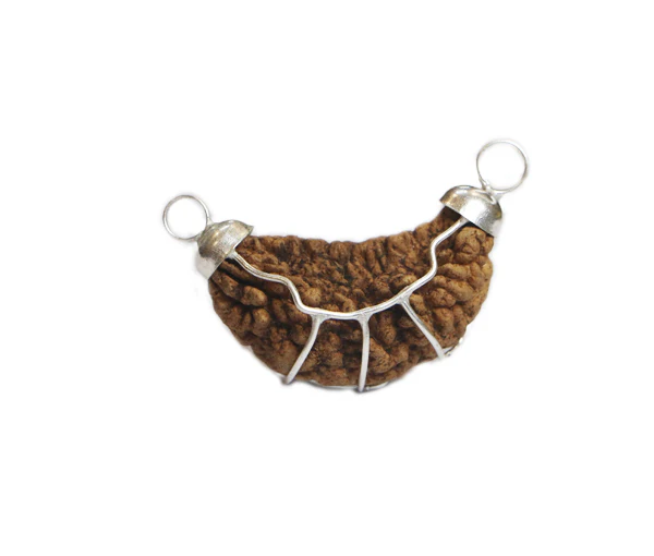 1 Mukhi Rudraksha(Indian) - Small Size - Image 2