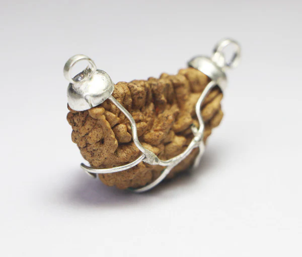 1 Mukhi Rudraksha(Indian) - Big Size - Image 3