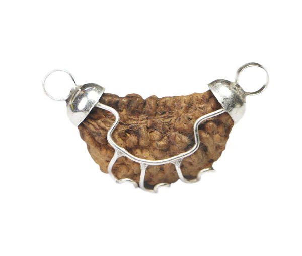 1 Mukhi Rudraksha(Indian) - Small Size - Image 3