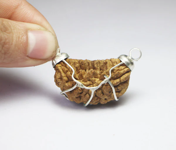 1 Mukhi Rudraksha(Indian) - Big Size - Image 2